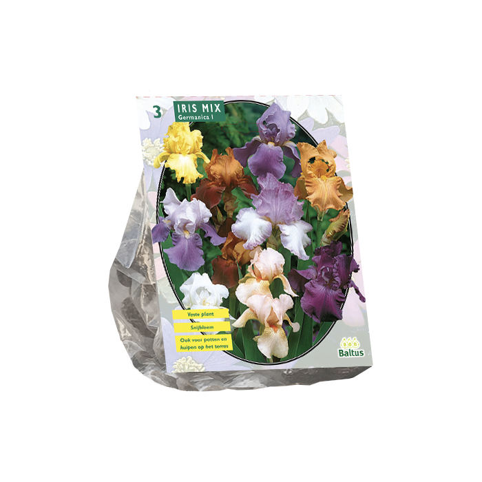 Iris Germanica, Gemengd per 3 - BP201450