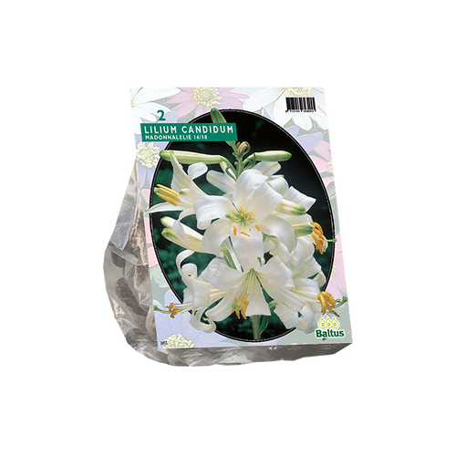 Lilium Candidum, Wit per 1 - BA301020