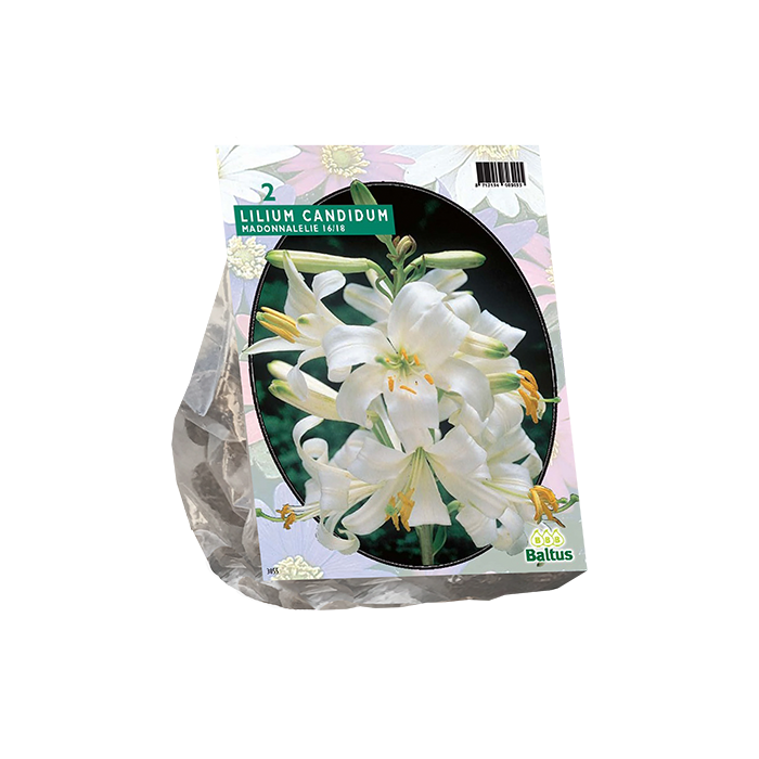 Lilium Candidum, Wit per 1 - BA301020