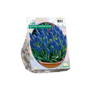 Muscari Armeniacum per 100 - BA301100