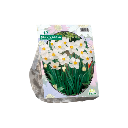 Narcis Actea per 12 - BA301150