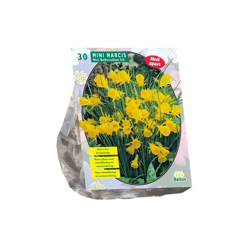 Narcis Mini Bulbocodium per 30 - BA301370