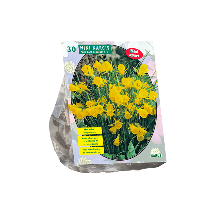 Narcis Mini Bulbocodium per 30 - BA301370