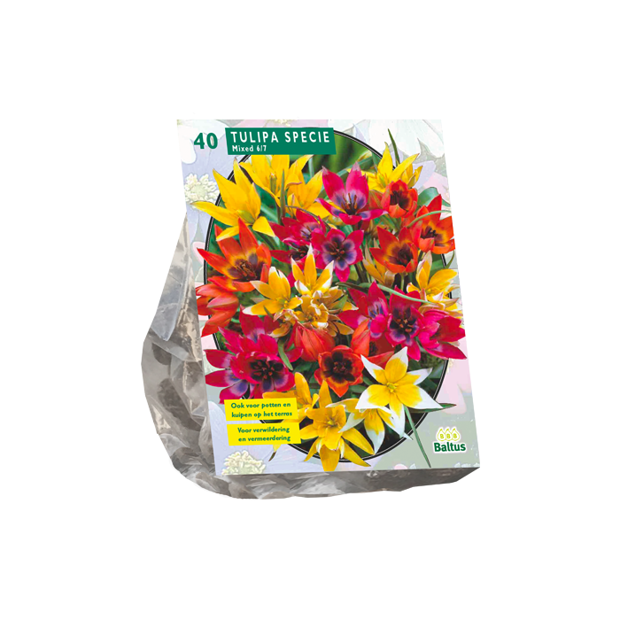 Tulipa Specie mix per 40 - BA302570