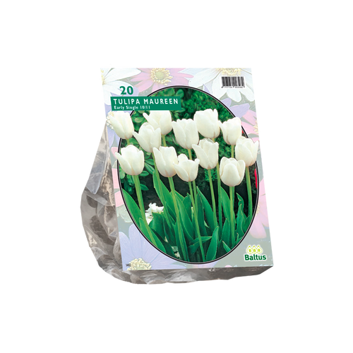 Tulipa Maureen, Enkel Laat per 20 - BA302160