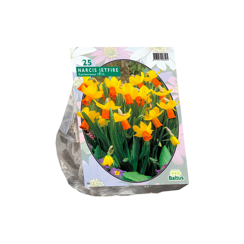 Narcis Mini Jetfire, Geel/Oranje per 25 - BA301390