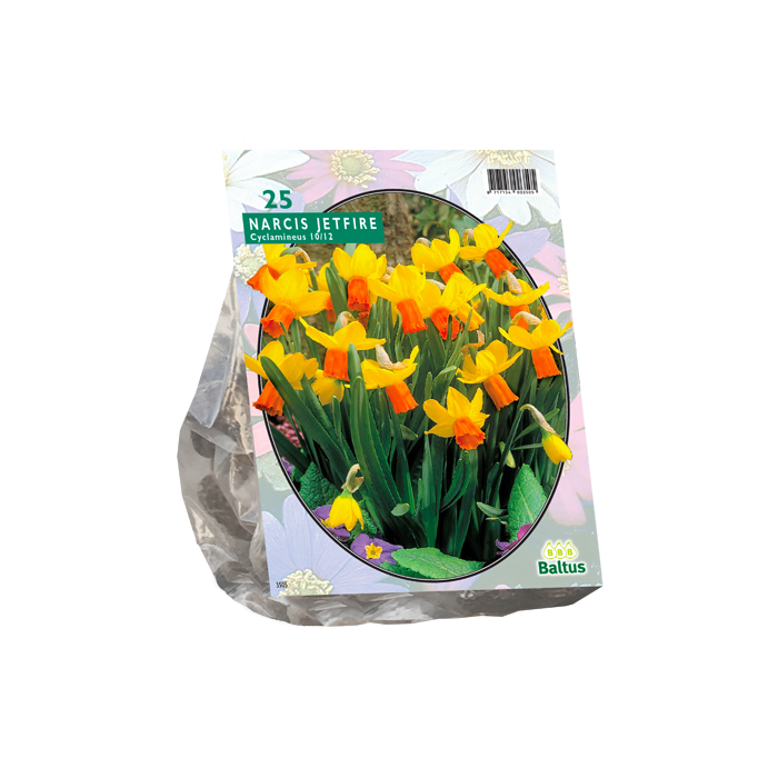 Narcis Mini Jetfire, Geel/Oranje per 25 - BA301390