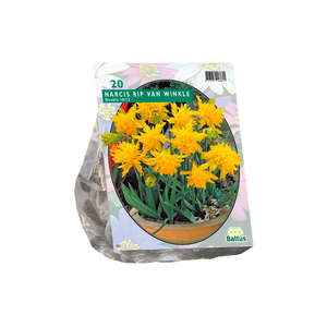 Narcis Mini Rip van Winkle per 20 - BA301430
