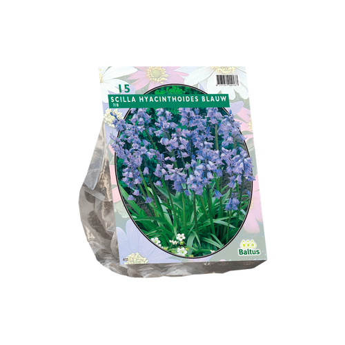 Scilla Hispanica, Blauw per 15 - BA301550