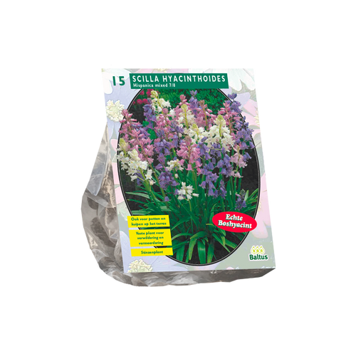 Scilla Hispanica, Mix per 15 - BA301590