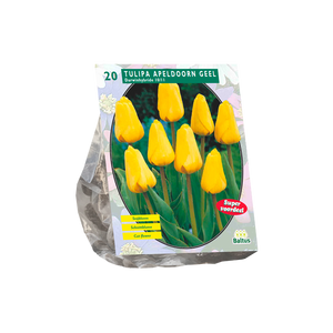 Tulipa Apeldoorn Geel, Darwin per 20 - BA301810