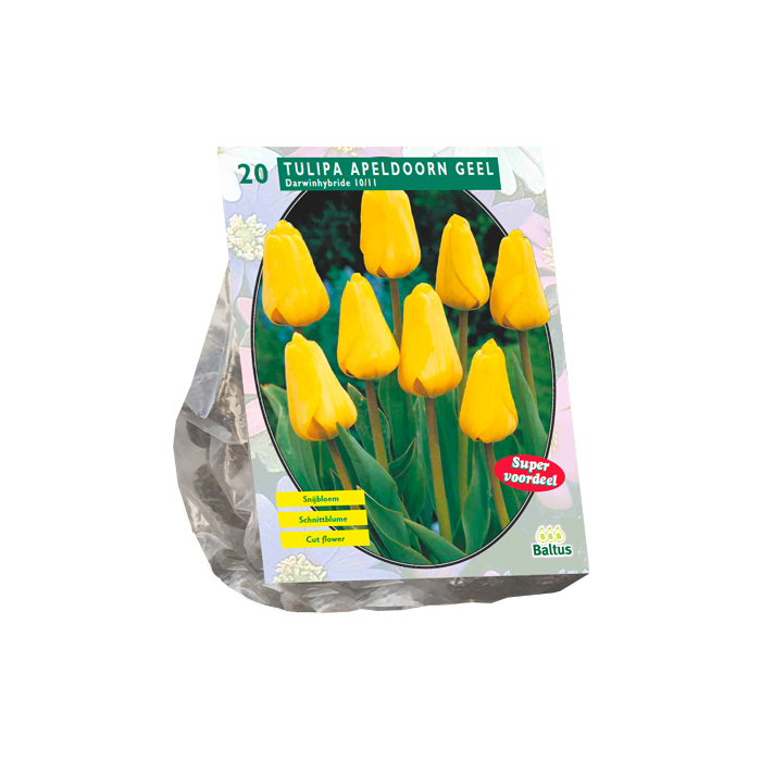 Tulipa Apeldoorn Geel, Darwin per 20 - BA301810