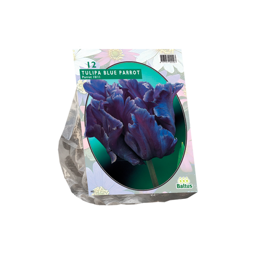 Tulipa Blue Parrot, Parkiet per 12 - BA301910