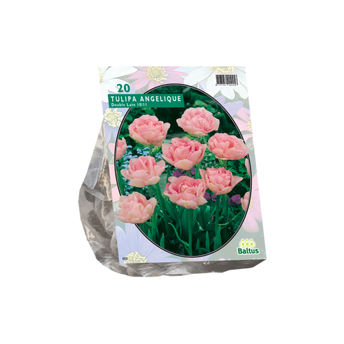 Tulipa Dubbel Laat Angelique per 20 - BA302000