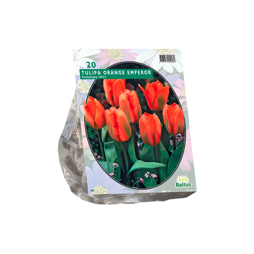 Tulipa Orange Emperor, Fosteriana per 20 - BA302290