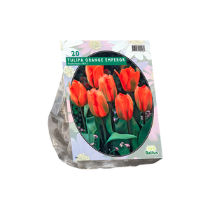 Tulipa Orange Emperor, Fosteriana per 20 - BA302290
