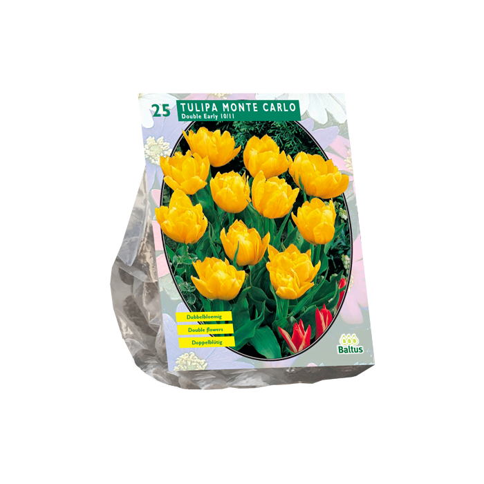 Tulipa Dubbel Laat Yellow Pompenette per 25 - BA302060