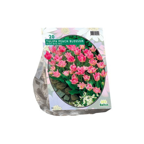 Tulipa Dubbel Vroeg Peach Blossom per 20 - BA302070