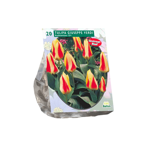 Tulipa Giuseppe Verdi, Kaufmanniana per 20 - BA302310