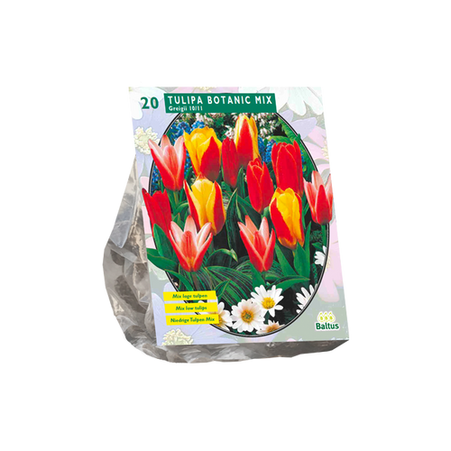 Tulipa Greigii Mix per 20 - BA302320