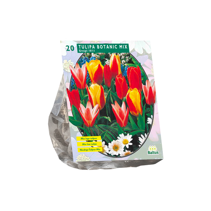 Tulipa Greigii Mix per 20 - BA302320