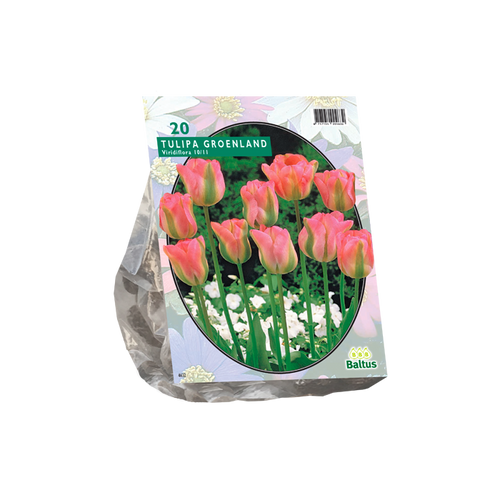Tulipa Groenland, Viridiflora per 20 - BA302250