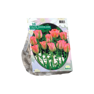 Tulipa Groenland, Viridiflora per 20 - BA302250