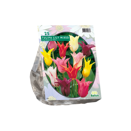 Tulipa Leliebloemig, Mix per 25 - BA302350