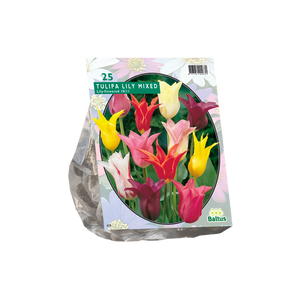 Tulipa Leliebloemig, Mix per 25 - BA302350