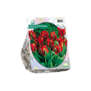 Tulipa Pimpernel, Viridiflora per 20 - BA302260