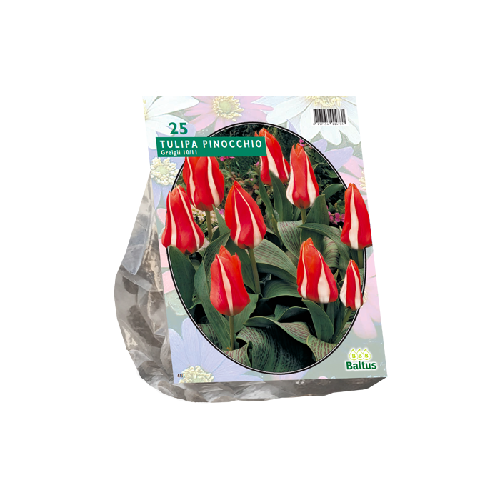 Tulipa Pinocchio, Greigii per 25 - BA302390
