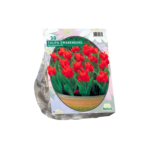 Tulipa Praestans Zwanenburg per 30 - BA301940