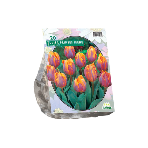 Tulipa Prinses Irene, Triumph per 20 - BA302400