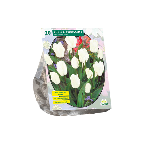 Tulipa Purissima, Fosteriana per 20 - BA302410