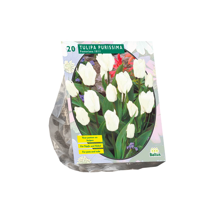 Tulipa Purissima, Fosteriana per 20 - BA302410