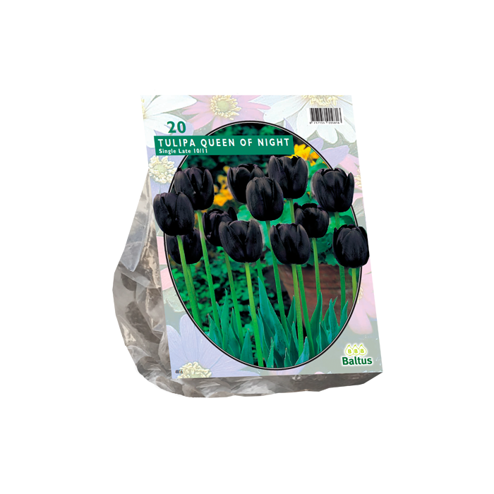 Tulipa Queen of Night, Enkel Laat per 20 - BA302430