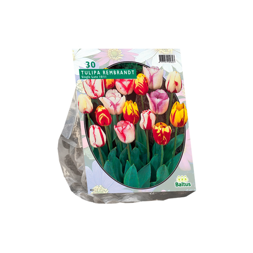 Tulipa Rembrandt Mix per 30 - BA302440