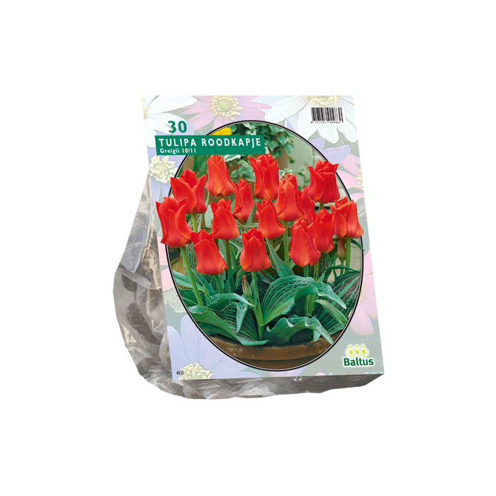 Tulipa Roodkapje, Greigii per 25 - BA302450