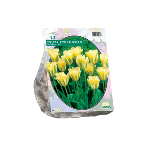 Tulipa Spring Green, Viridiflora per 12 - BA302270
