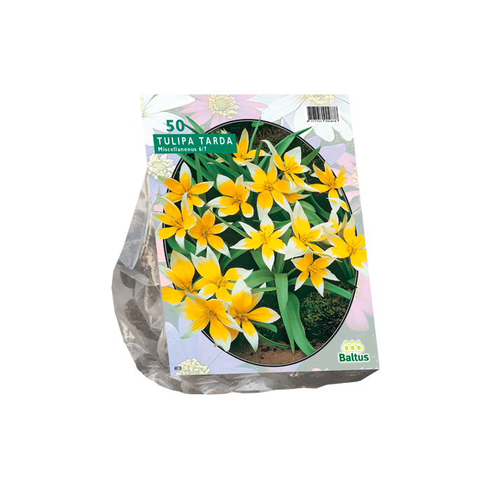 Tulipa Tarda per 50 - BA302480