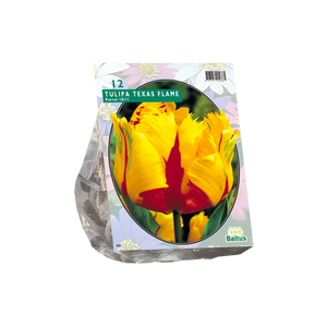 Tulipa Texas Flame, Parkiet per 12 - BA301890