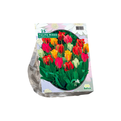 Tulipa Viridiflora Mix per 25 - BA302520