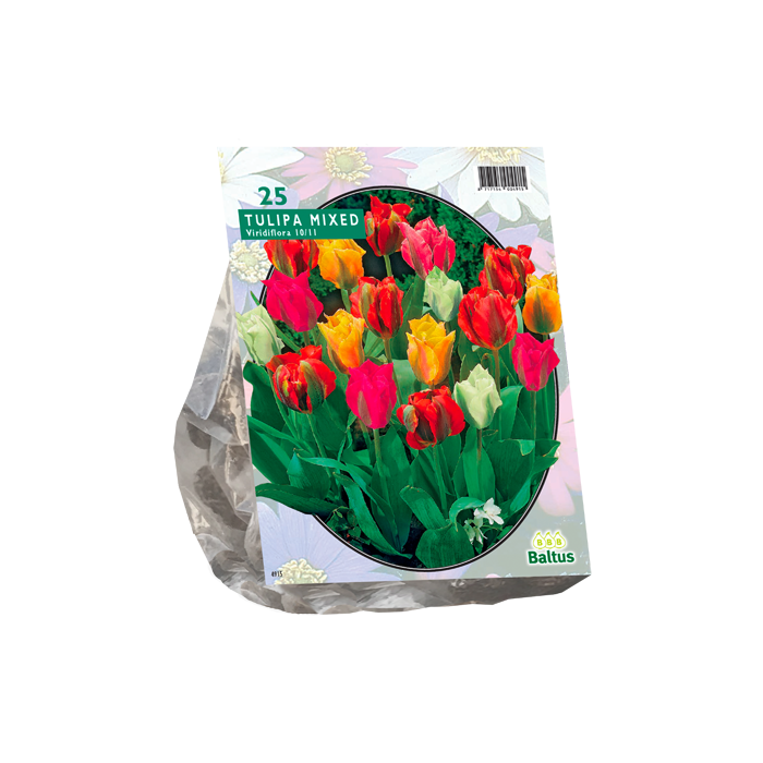 Tulipa Viridiflora Mix per 25 - BA302520