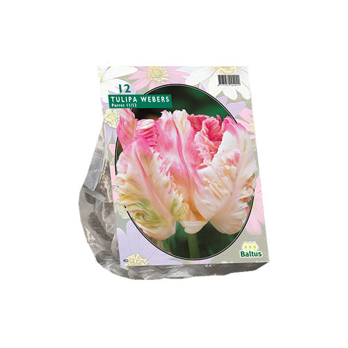 Tulipa Pink Vision, Parkiet per 12 - BA301870