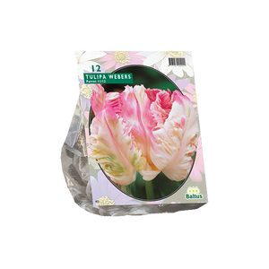 Tulipa Pink Vision, Parkiet per 12 - BA301870