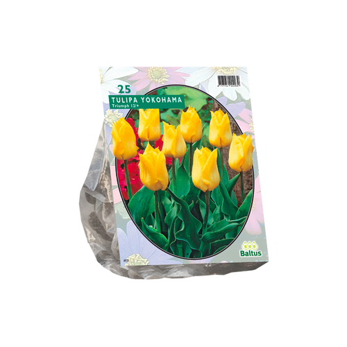 Tulipa Yokohama, Triumph per 20 - BA302230