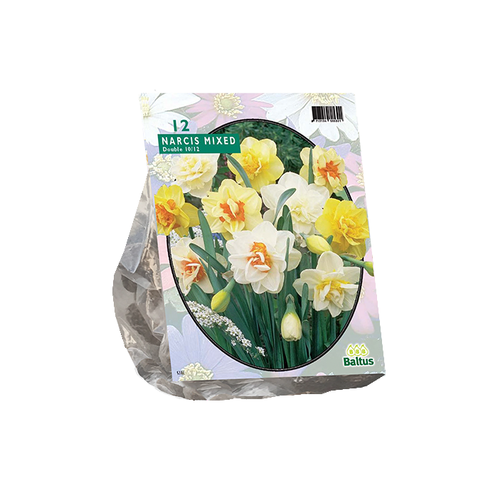 Narcis Dubbel Mix per 12 - BA302700