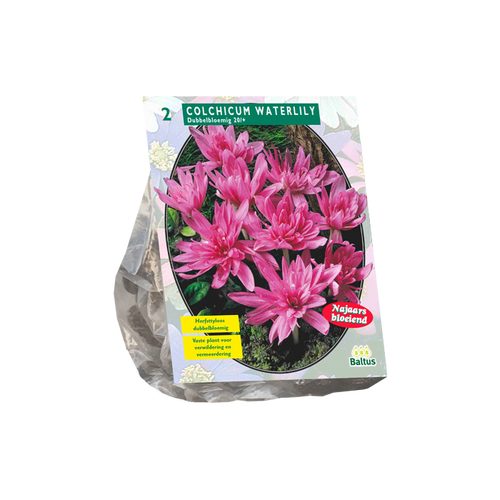 Colchicum Waterlily (Najaarsbl) per 2 - BA300350