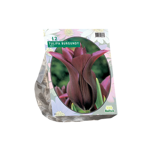 Tulipa Burgundy, Leliebloemig per 12 - BA302210