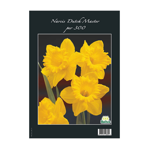 Narcis Dutch Master per 300 - BA313230